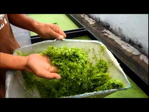 how to grow duckweed for feed