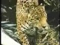Jaguar v Anaconda Jaguar v Anaconda
