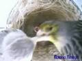 cria de canarios
