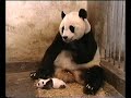 scared panda