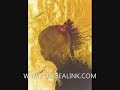 dr reed odisealink alien contact october 15 1996 part 2