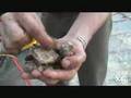 Oysters--Not Just For Eating