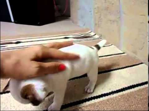 Reduced Registered Jack Russell Puppies For Sale
