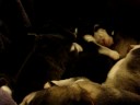 Les Malamutes d\