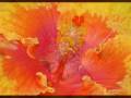 Reincarnation - Law of Rebirth Part 3 of 3