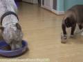 Dinner Time. PitBull Sharky and cat Max-Arthur.