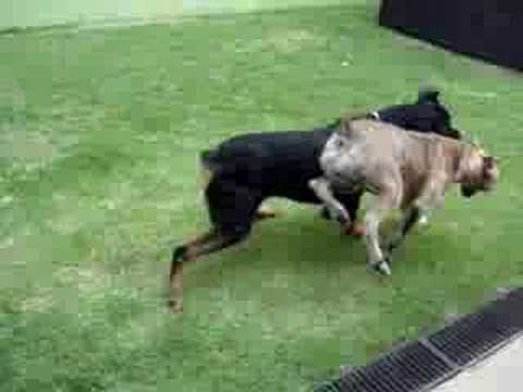 cane corso