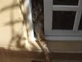 Moco Escapes Through Patio Door