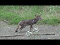 ロクハ公園の野生動物 