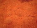 Flounder on the move