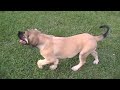Samson, Big Bad Boerboel Puppy