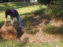 Pine straw mulch spreading by Pine Straw Direct ( http://www.PineStrawDirect.com )
