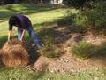 Pine straw mulch spreading by Pine Straw Direct ( http://www.PineStrawDirect.com )