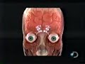 THE HUMAN EYES AND BRAIN