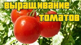 ВЫРАЩИВАНИЕ ТОМАТОВ (ДЕТАЛЬНАЯ, ПОЭТАПНАЯ ИНСТРУКЦИЯ)