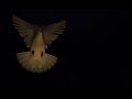White dove