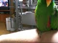 toe tapping eclectus?
