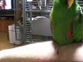 toe tapping eclectus?