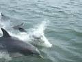 Dolphins in the Atlantic Ocean