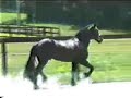 Friesian Stallion Bente D as a 4 year old running at liberty