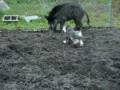 schnauzer and catahoula on hog