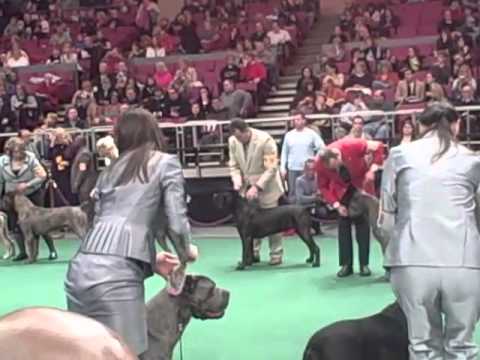 cane corso