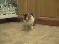 Three-legged cat walking backwards
