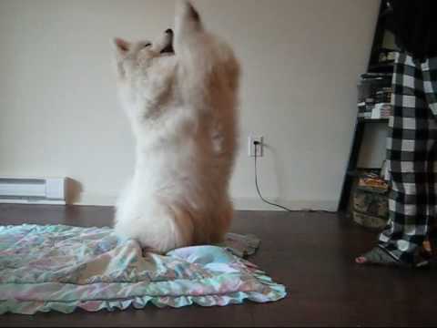 Samoyed