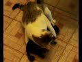 gato vs toro mecanico