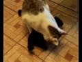 gato vs toro mecanico
