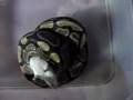 Homer-my-ball-python