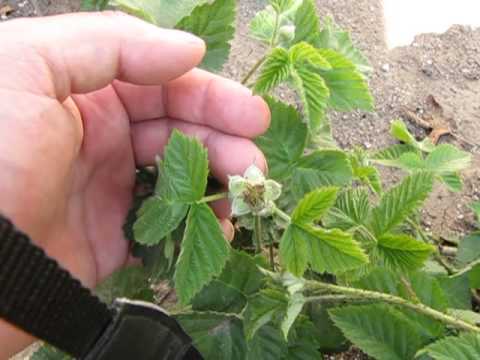 how to fertilize boysenberries
