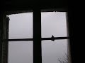 Mysterious Bird Mysterious Bird
