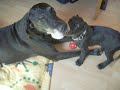 Jass si Enzo great danes Jass si Enzo great danes