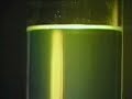 Optical Rotatory Dispersion: Polarized Light and Sucrose Sol