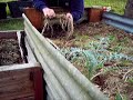 asparagus, planting and growing asparagus, planting and growing