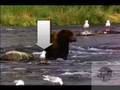 bear powns bird in music man ^^