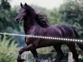 Friesians