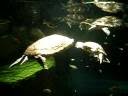 Two Disagreeing Turtles