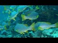 Scuba Diving Through A School Of Oriental Sweetlips Maldives