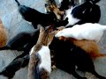 kittens and puppys eating in our garden