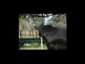 Aljibe Angus