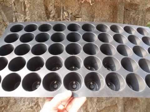 how to transplant from seedling tray