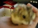 hewbert the hamster