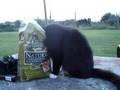 Hungry-Cat