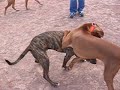 Dash and Otto