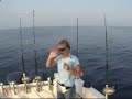 Kelsey versus Dolphin
