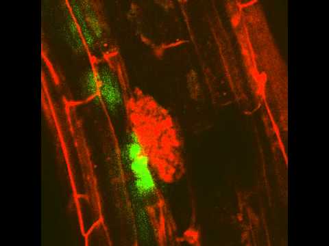 how to isolate arbuscular mycorrhizal fungi