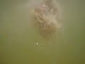 LIONS MANE  jellyfish