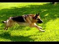 Save My Soul - German Shepherd Style